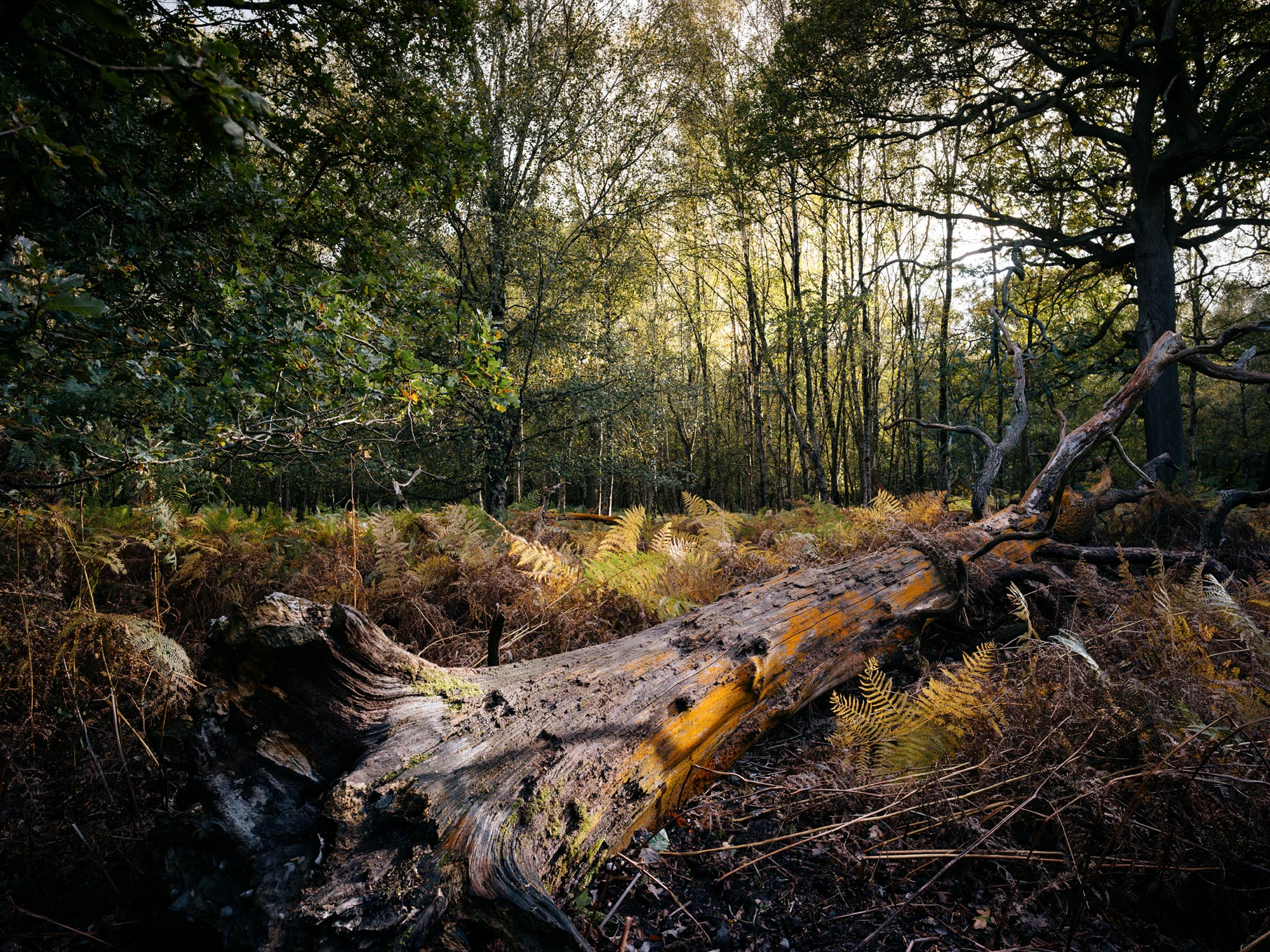 Photography by Ian Watts