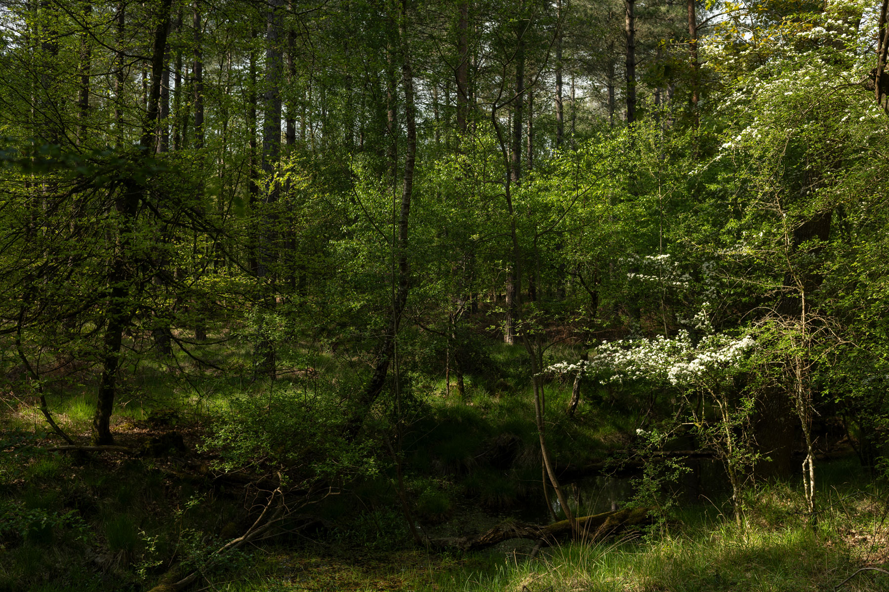 Photography by Ian Watts